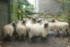 Selecting ram lambs